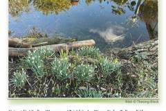 GARTENTEICH